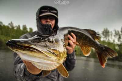 szczupaka z rozlewisk